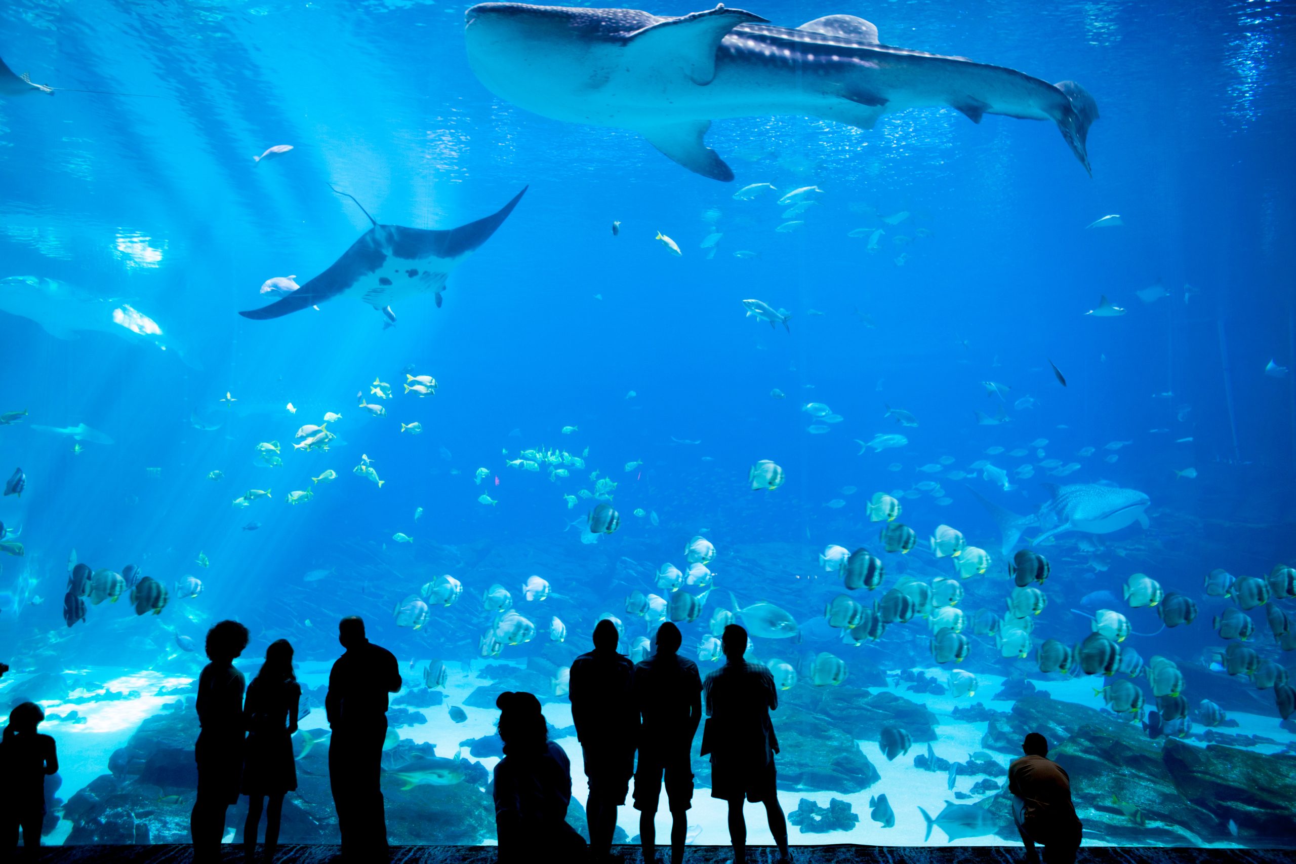 ATLANTA, GEORGIA-JUNE 30, 2015: Unidentified people watch a whale shark swim by at the Georgia Aquarium in Atlanta, Georgia
